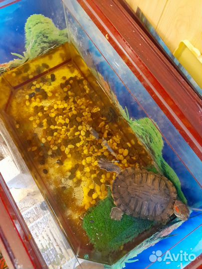 Аквариум С черепашкой