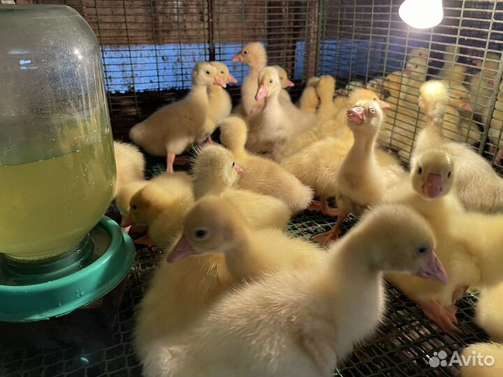 Домашняя птица