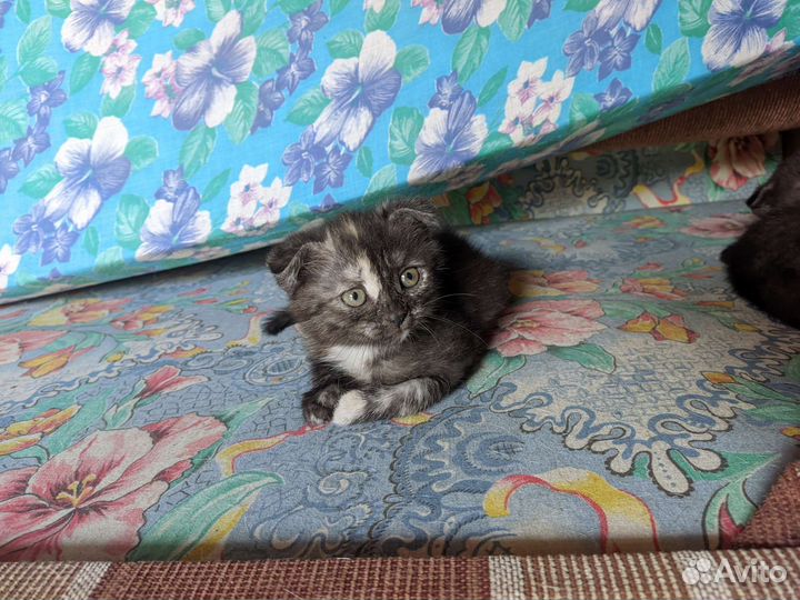 Шотландские вислоухие котята