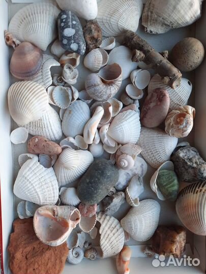 Камушки морские ракушки поделки в детский сад