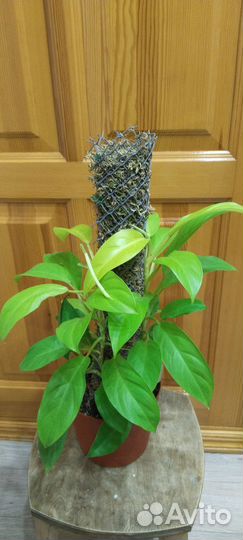 Филодендроны