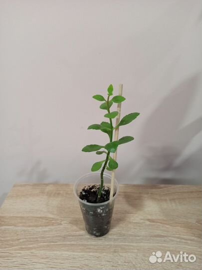 Отростки каланхоэ