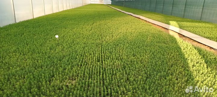 Сеянцы Ель зкс