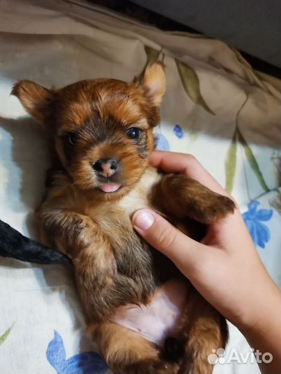 Йоркширский терьер