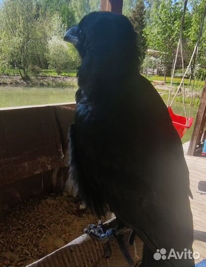 Самая преданная птица