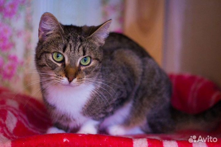 Кошка Розетка ищет дом