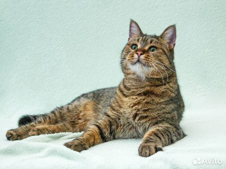 Шикарный котяра Ярослав