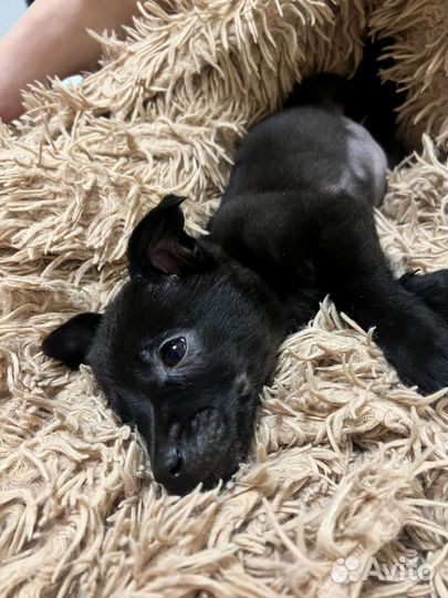 Щенок в добрые руки