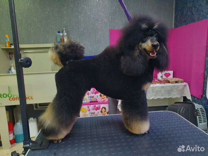 Пудель. Вязка