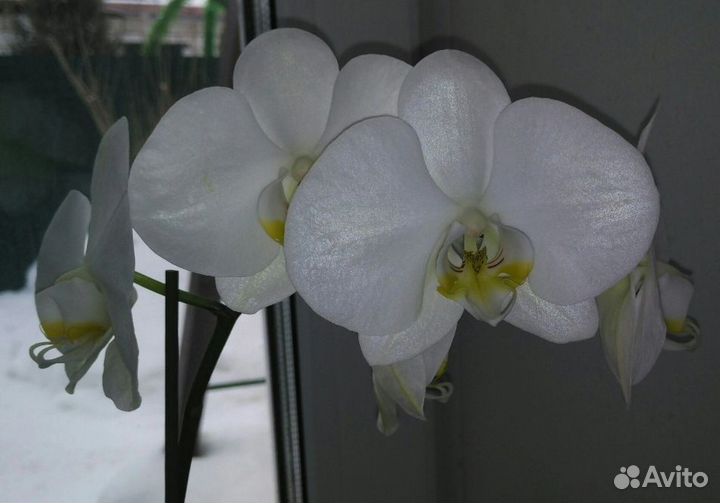 Орхидея фаленопсис белая
