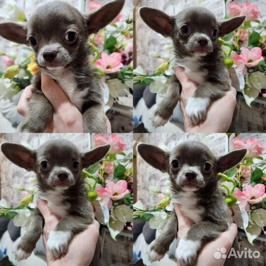 Лиловый красавчик