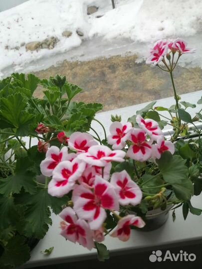 Пеларгония герань укорененные