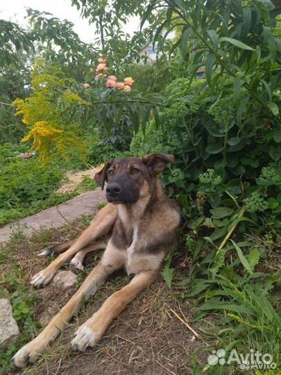 Собака в добрые руки