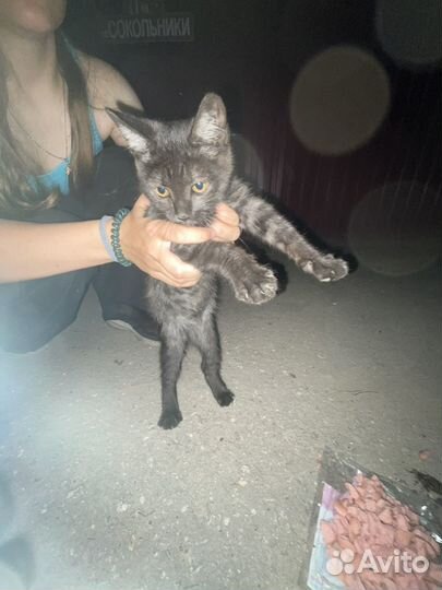 Котёнок в добрые руки