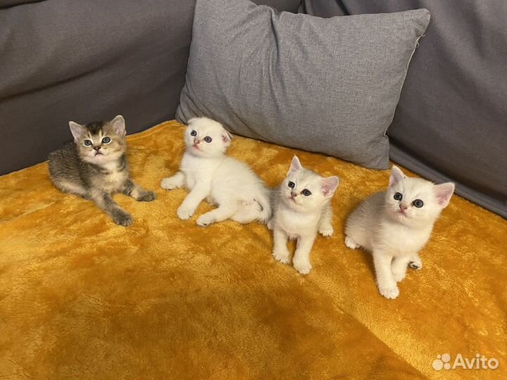 Шотландские котята