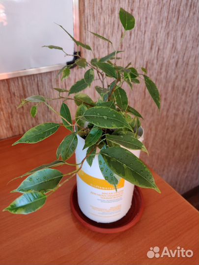 Фикус Бенджамина (Ficus Benjamina)