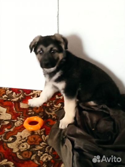 Восточноевропейская овчарка