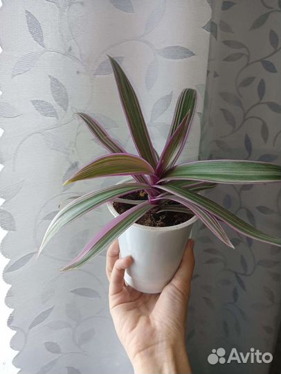 Комнатные растения цветы