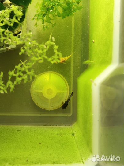 Мальки сомики Анциструс 9 штук