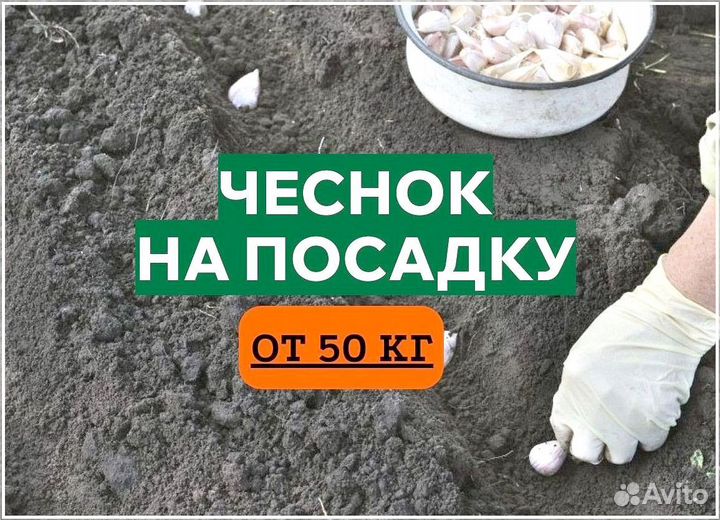 Чеснок