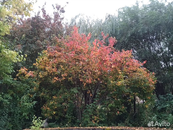 Семена - Лещина американская