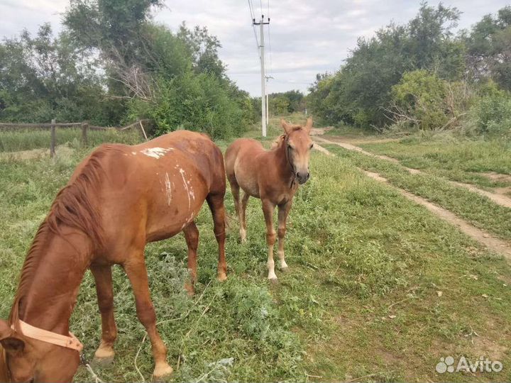 Продам жеребенка