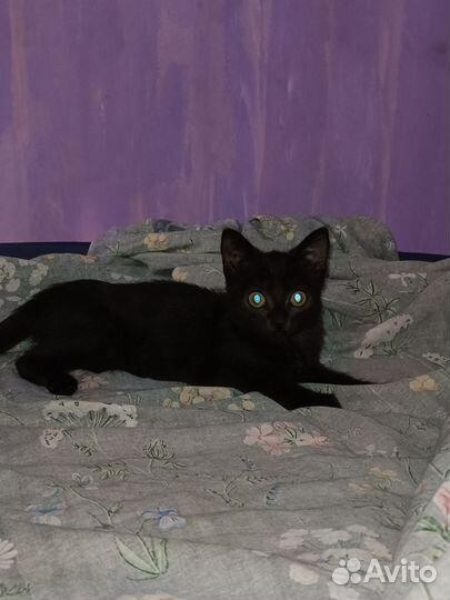 Котик домашний