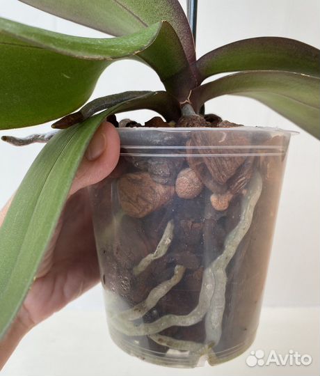 Орхидея фаленопсис