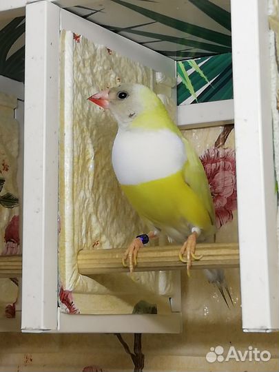 Амадины Гульда