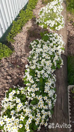 Хосты и примулы