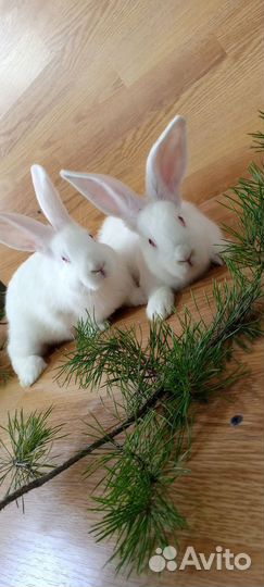 Кролики мясных пород