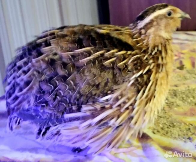 Инкубационное яйцо