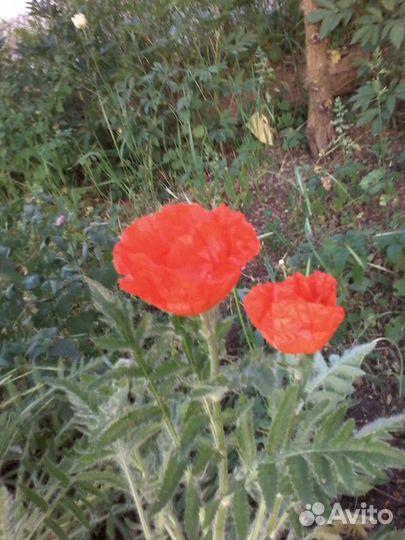 Мак садовый крупноцветный оранжевый