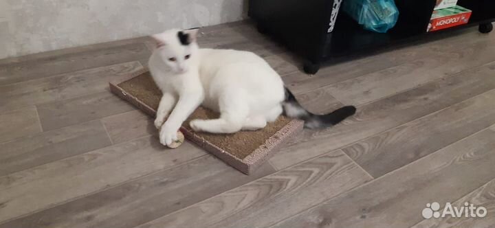 Маруся в добрые руки