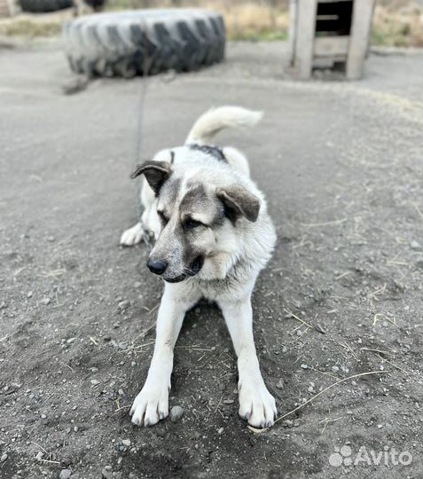 Собака