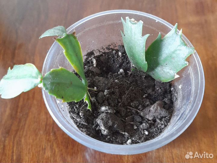 Декабрист оранжевый