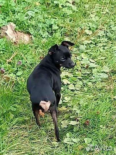 Той-терьер вязка