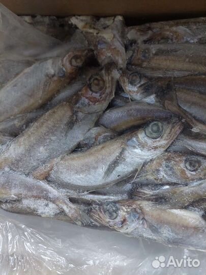 Морская рыба Мойва Патассу