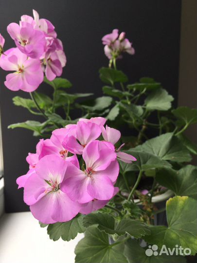 Пеларгония герань