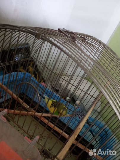 Волнистый попугай с клеткой