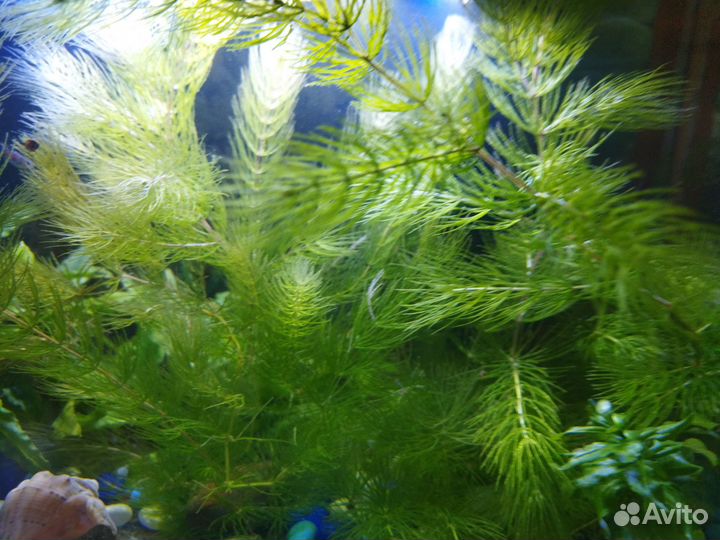 Водоросли для аквариума