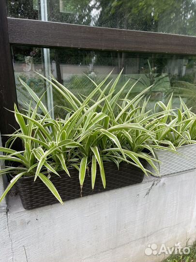 Хлорофитум