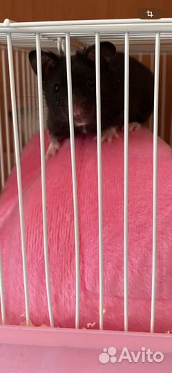 Сирийский хомяк с клеткой