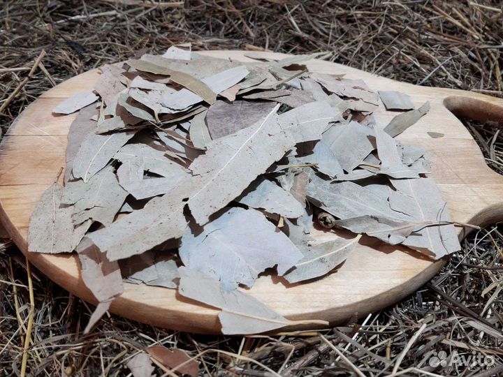 Эвкалипт листья