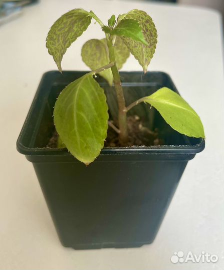 Бальзамин (мокрый Ванька)