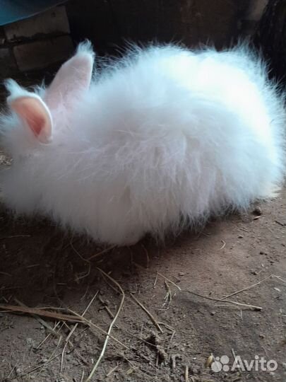 Кролики пуховые