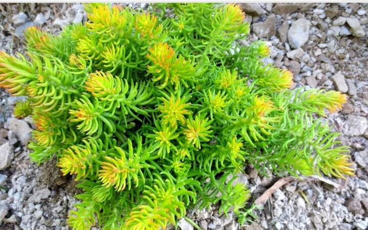 Суккуленты садовые, почвопокровники