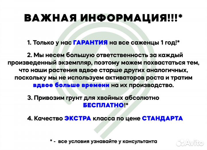 Ель для дачи. Из питомника
