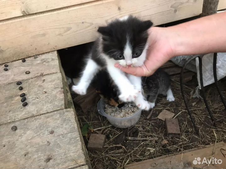 Котята в добрые руки даром