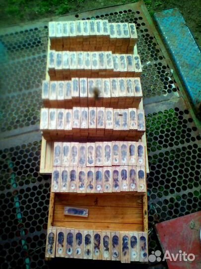 Пчеломатки